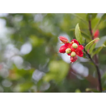 Red Sandalwood Plants